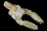 Bargain, Fossil Mud Lobster (Thalassina) - Australia #141030-2